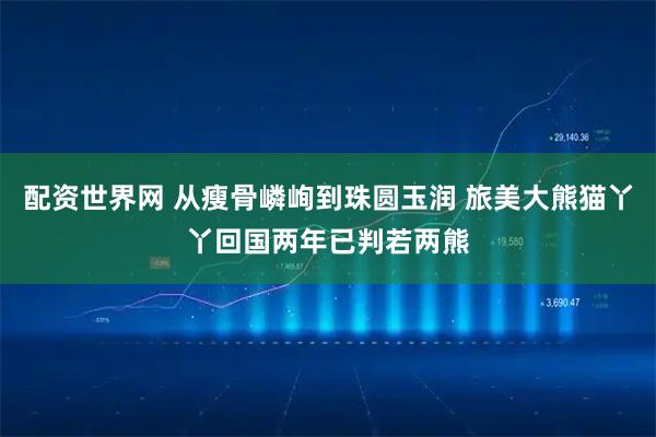配资世界网 从瘦骨嶙峋到珠圆玉润 旅美大熊猫丫丫回国两年已判若两熊